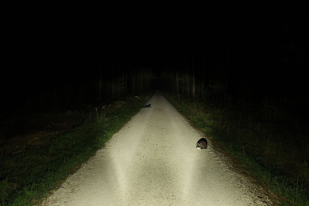 2ba09176a22fc59648928c2301f0f008